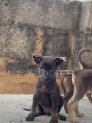 1-3 months Male Purebred German Shepherd