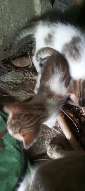 1-3 months Female Purebred Cat