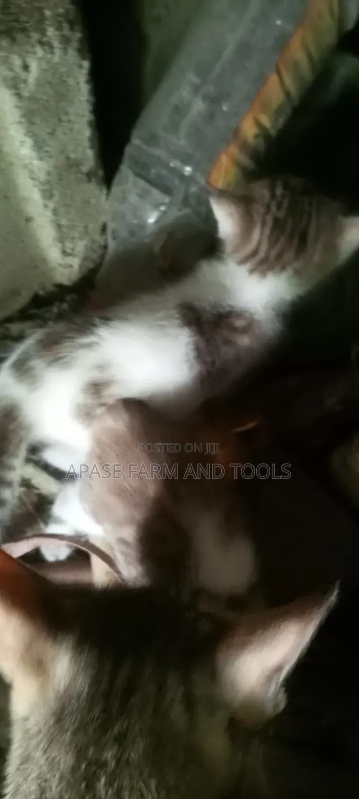 1-3 months Female Purebred Cat