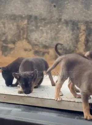1-3 months Female Purebred German Shepherd