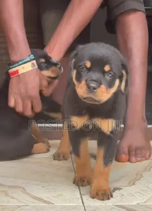 1-3 months Male Purebred Rottweiler