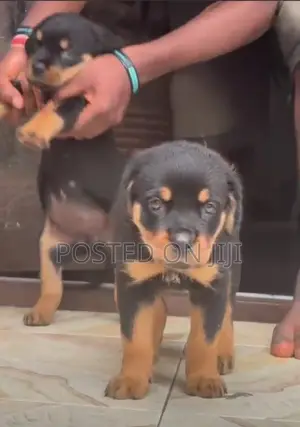 1-3 months Female Purebred Rottweiler