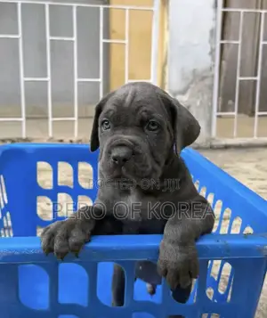 1-3 months Male Purebred Cane Corso