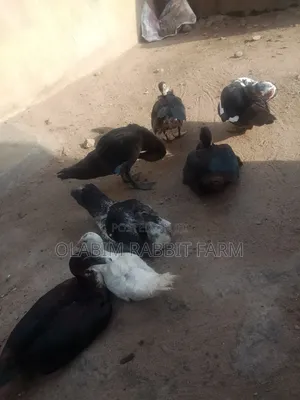 Muscovy Duck