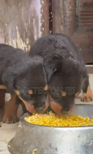 1-3 months Male Purebred Rottweiler