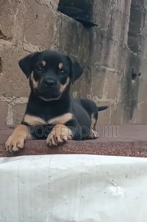 1-3 months Female Purebred Rottweiler