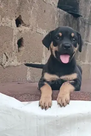 1-3 months Female Purebred Rottweiler