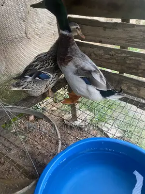 Forign Duks Male and Female