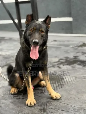 1+ year Male Purebred German Shepherd