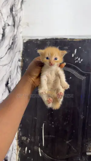 1-3 months Male Purebred Turkish Angora