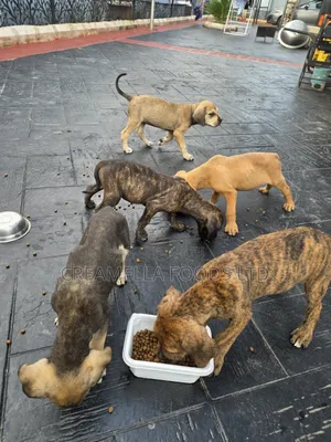 3-6 months Female Purebred Boerboel