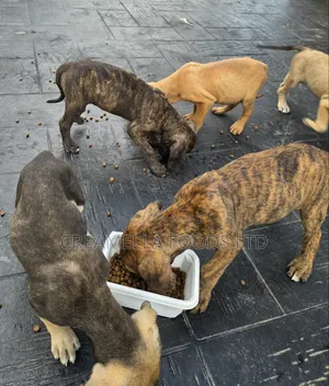 3-6 months Female Purebred Boerboel