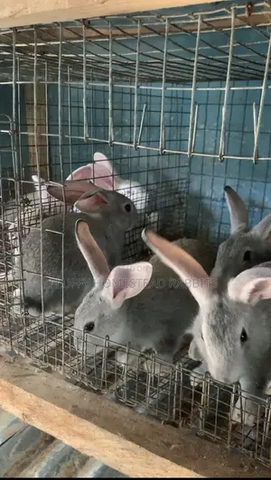 Pure Breed American Chinchilla