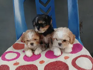 1-3 months Female Purebred Lhasa Apso