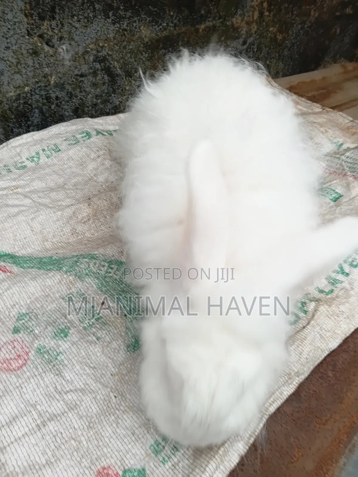 Organically Raised Meat Rabbit and Rabbit Meat