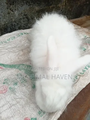 Organically Raised Meat Rabbit and Rabbit Meat