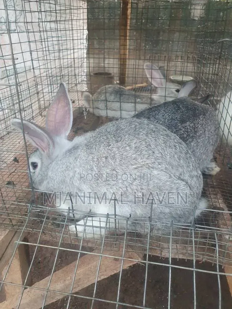 Organically Raised Meat Rabbit and Rabbit Meat