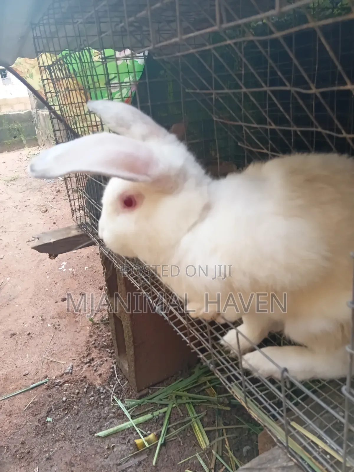 Organically Raised Meat Rabbit and Rabbit Meat