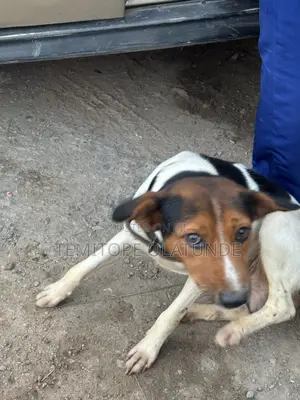 3-6 months Male Mixed Breed Jack Russell Terrier