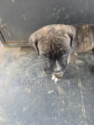 1-3 months Male Purebred American Pit Bull Terrier