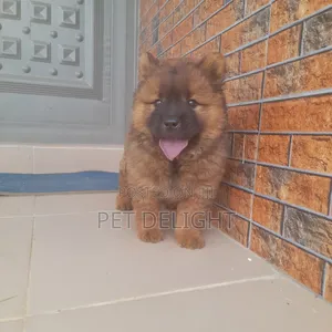 1-3 months Female Purebred Chow Chow