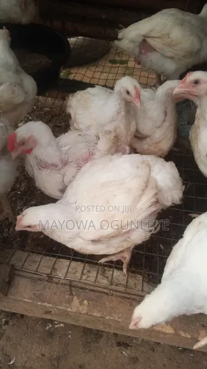 Tomade Global Integrated Farms