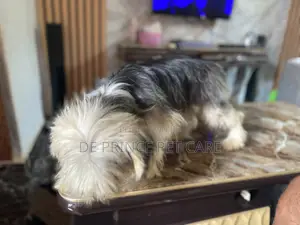 1+ year Male Purebred Lhasa Apso
