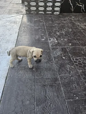 1-3 months Female Purebred Boerboel
