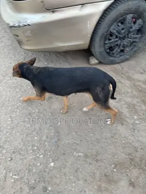 6-12 months Female Mixed Breed German Shepherd