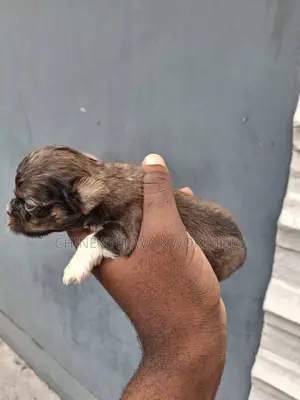 0-1 month Male Purebred Dog