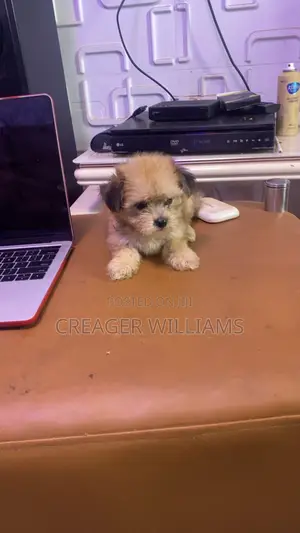 1-3 months Female Purebred Lhasa Apso