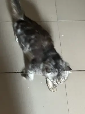 1+ year Male Purebred Turkish Angora