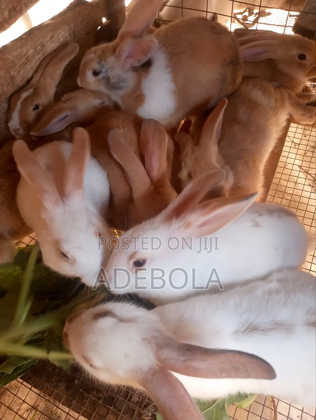 Cute Rabbit for Sale