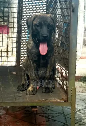 1-3 months Male Purebred Boerboel