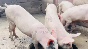 Two Mature Female Pigs for Sale in Oyo Town