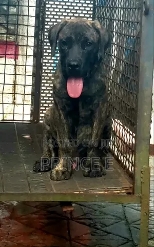 1-3 months Male Purebred Boerboel