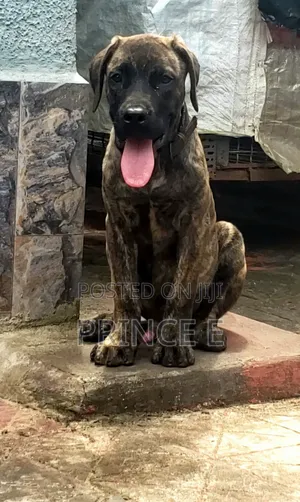 1-3 months Male Purebred Boerboel
