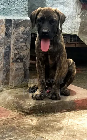 1-3 months Male Purebred Boerboel