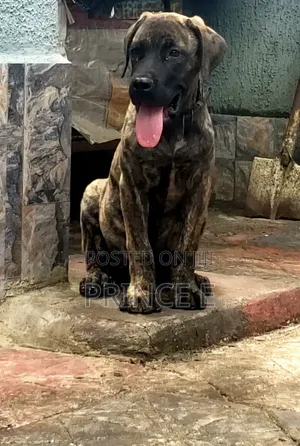 1-3 months Male Purebred Boerboel