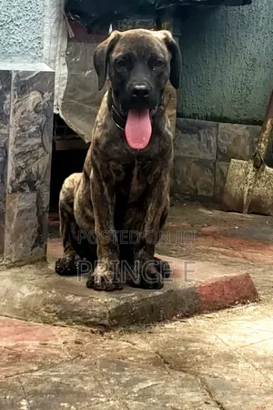 1-3 months Male Purebred Boerboel