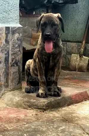 1-3 months Male Purebred Boerboel