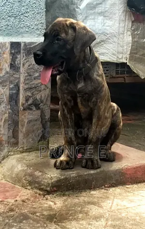 1-3 months Male Purebred Boerboel
