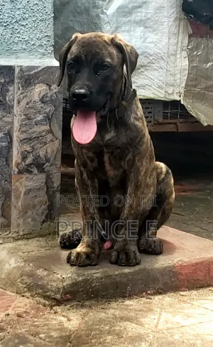1-3 months Male Purebred Boerboel