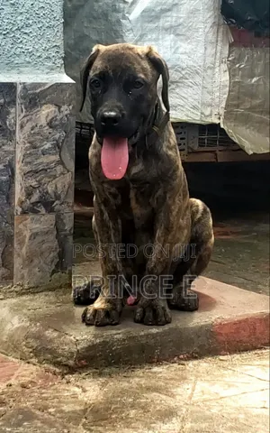 1-3 months Male Purebred Boerboel