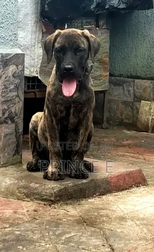1-3 months Male Purebred Boerboel