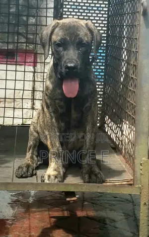 1-3 months Male Purebred Boerboel