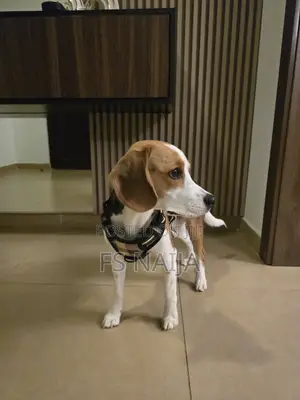 1+ year Male Purebred Beagle