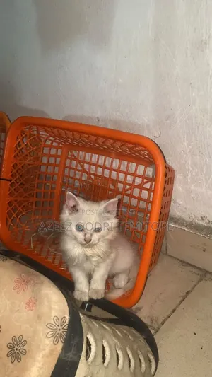 1-3 months Male Purebred Persian