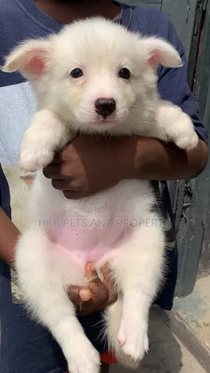1-3 months Female Purebred American Eskimo