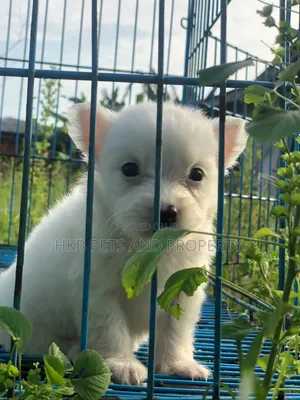 1-3 months Female Purebred American Eskimo